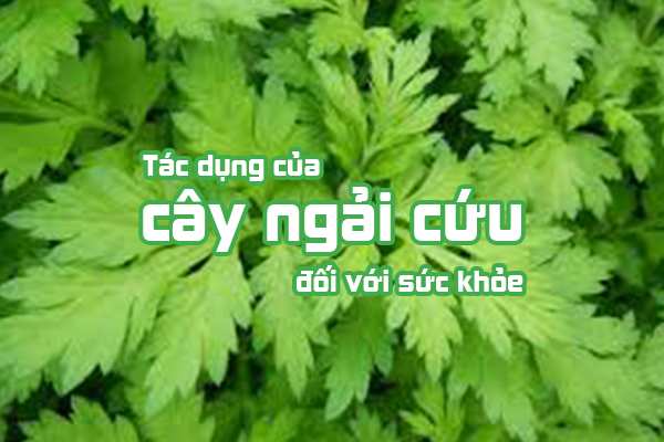 Tac-dung-cua-ngai-cuu-1